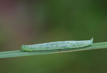 Mitchell's Satyr caterpillar